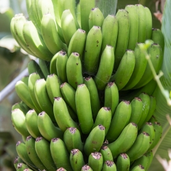 Auf der Nordinsel herrscht Subtropisches Klima sodass viele Früchte wie Bananen oder Maracujas angebaut werden