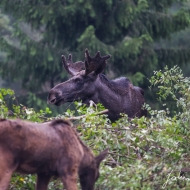 Elk